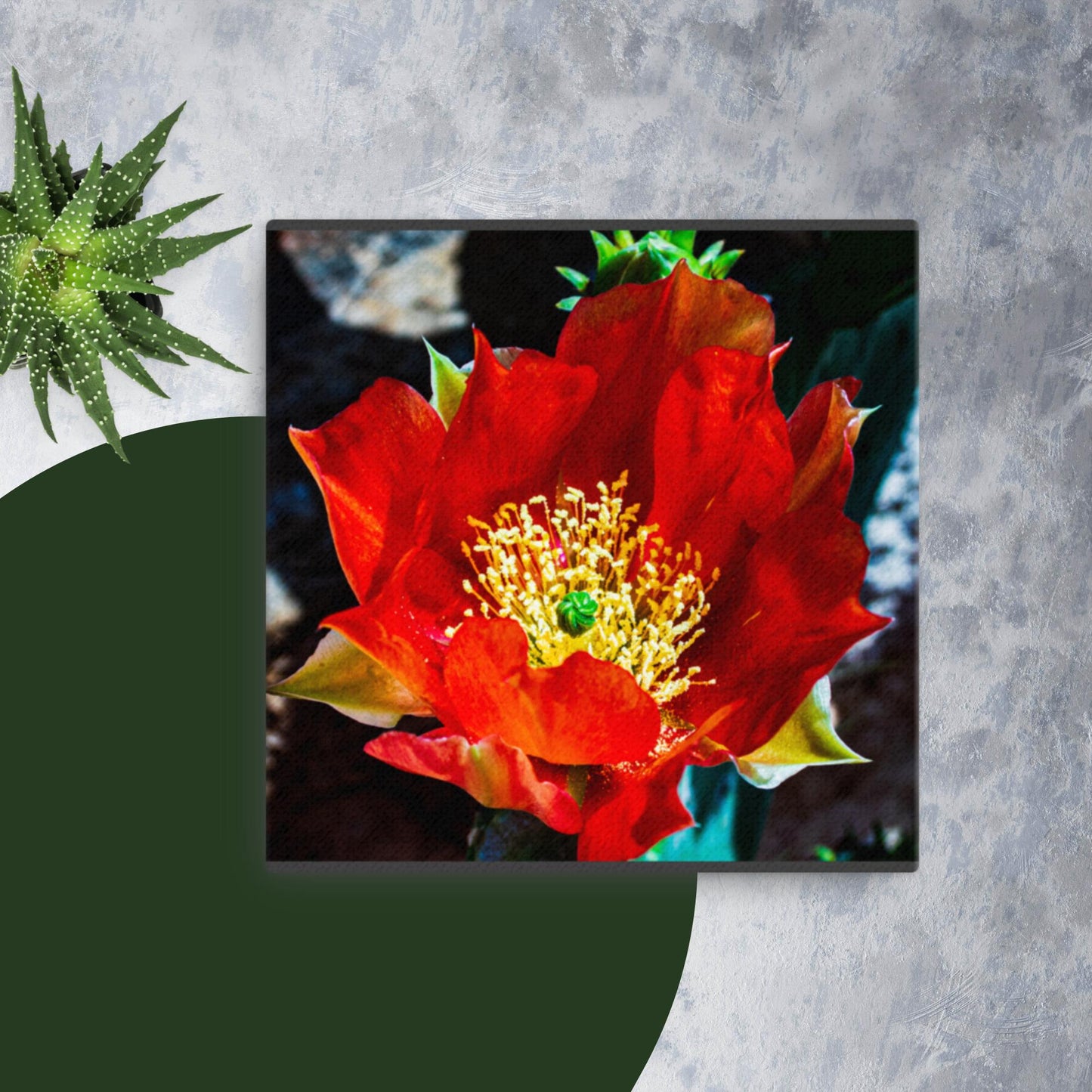 Canvas red cactus flower