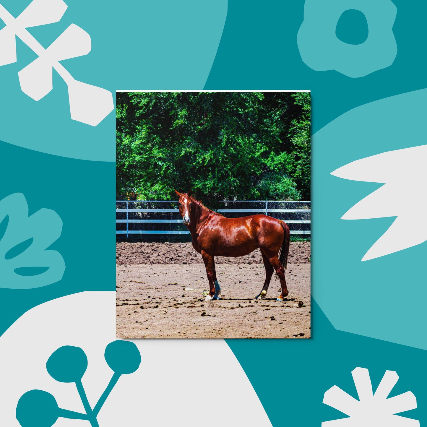 Metal prints chestnut mare in pasture