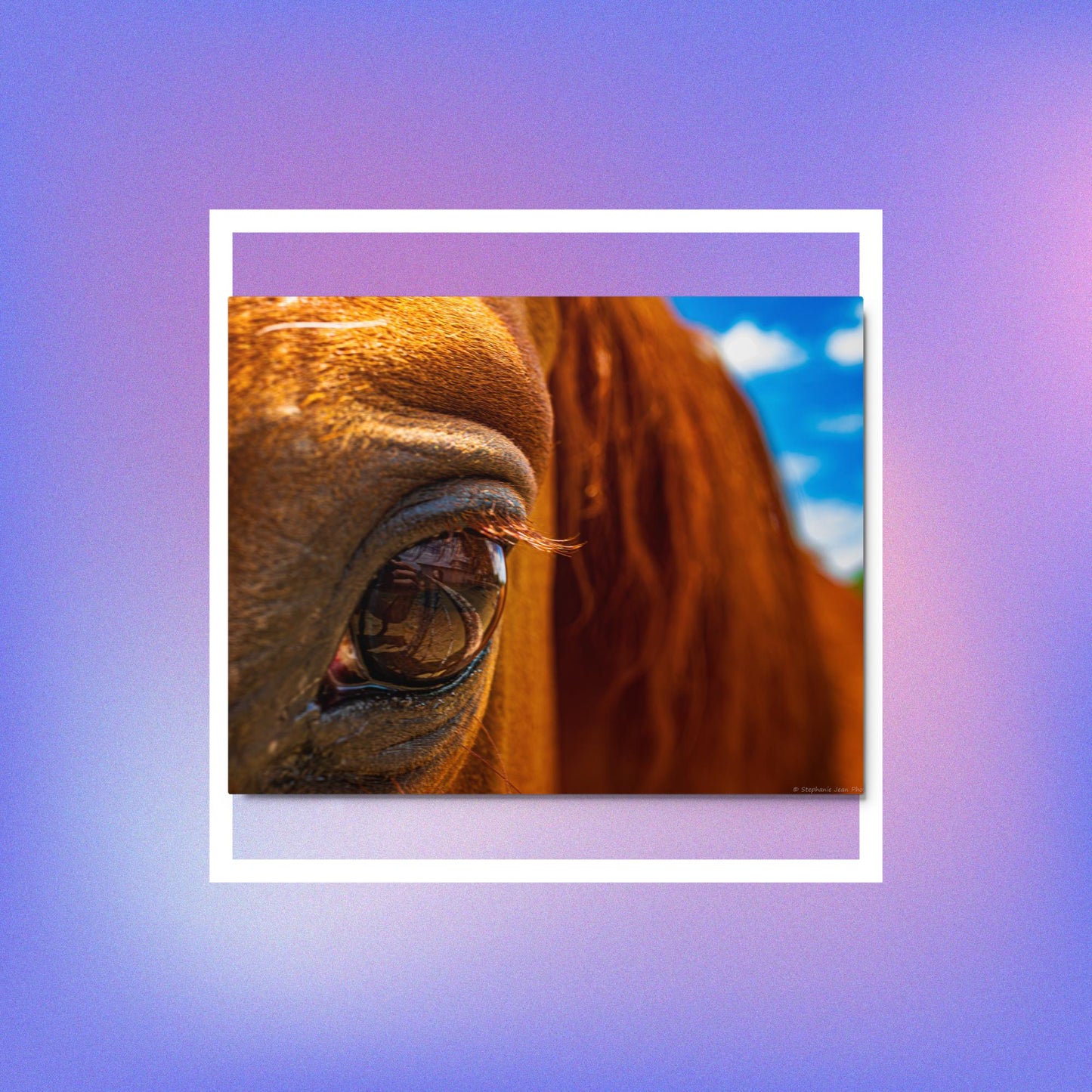 Metal prints chestnut horse