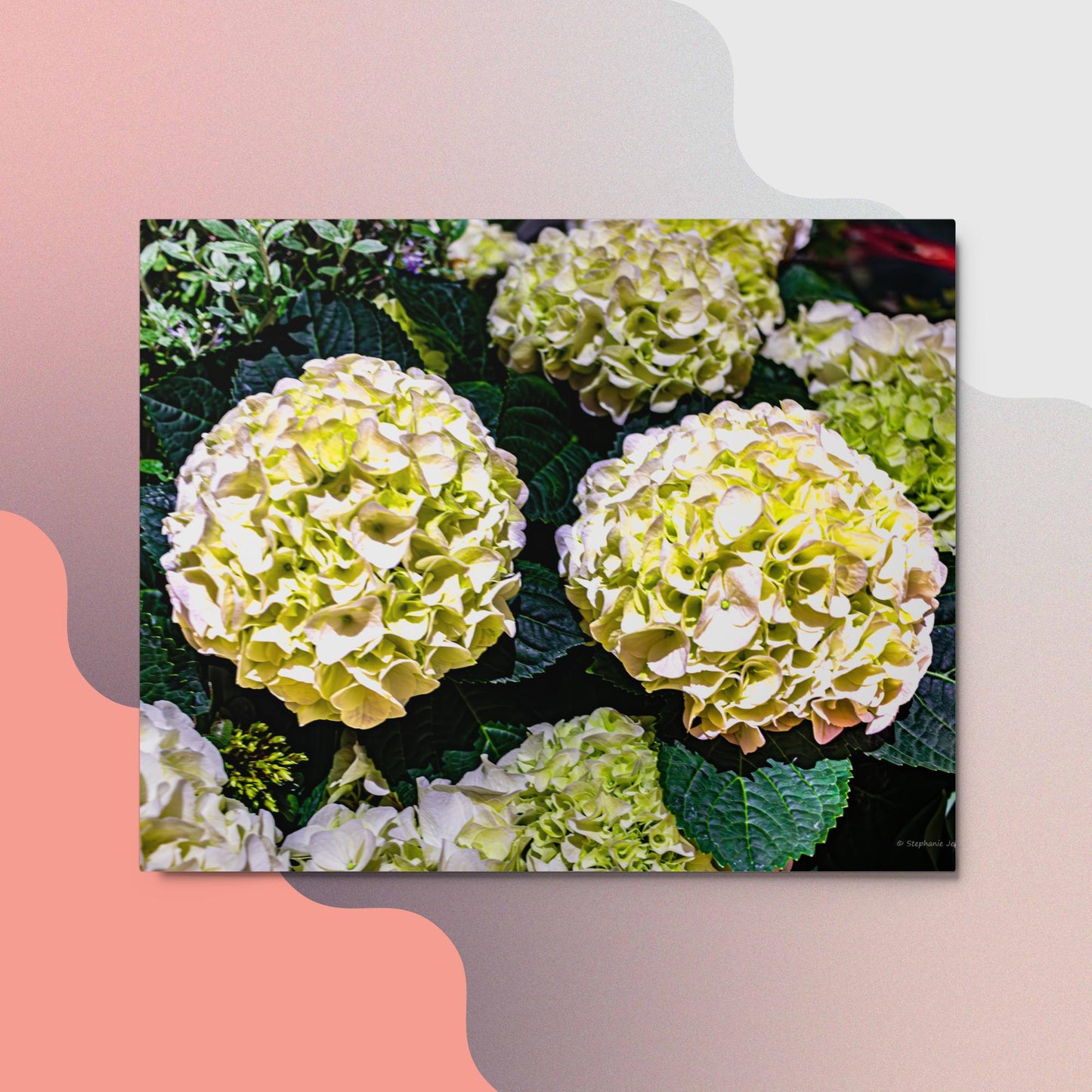 Metal prints white flower