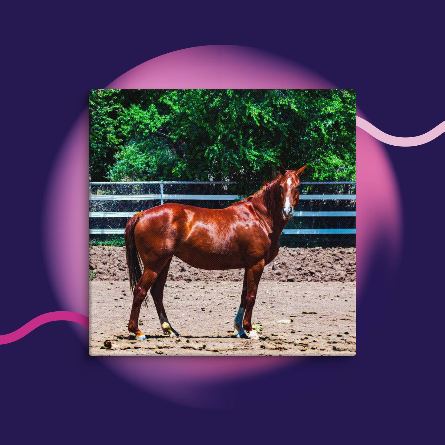 Canvas chestnut mare in pasture