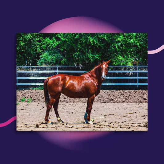 Canvas chestnut mare in pasture