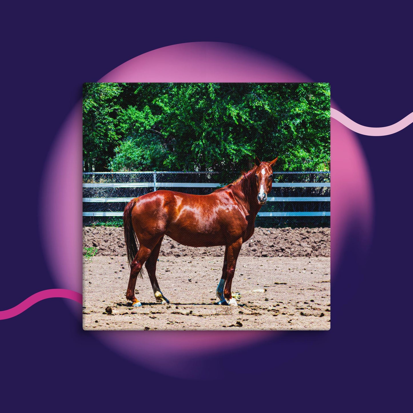 Canvas chestnut mare in pasture