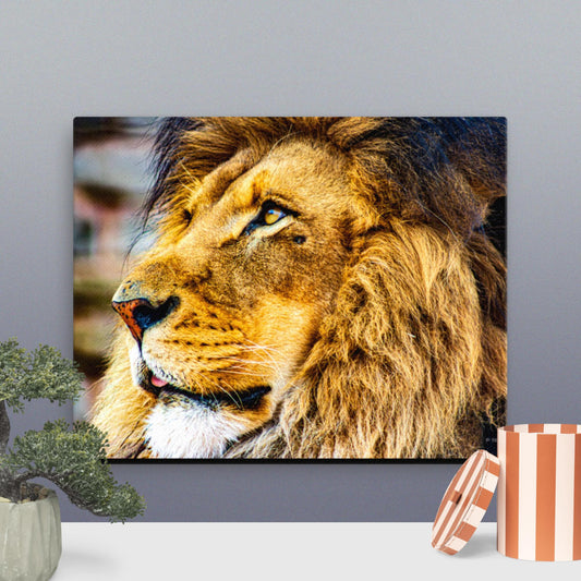 lion