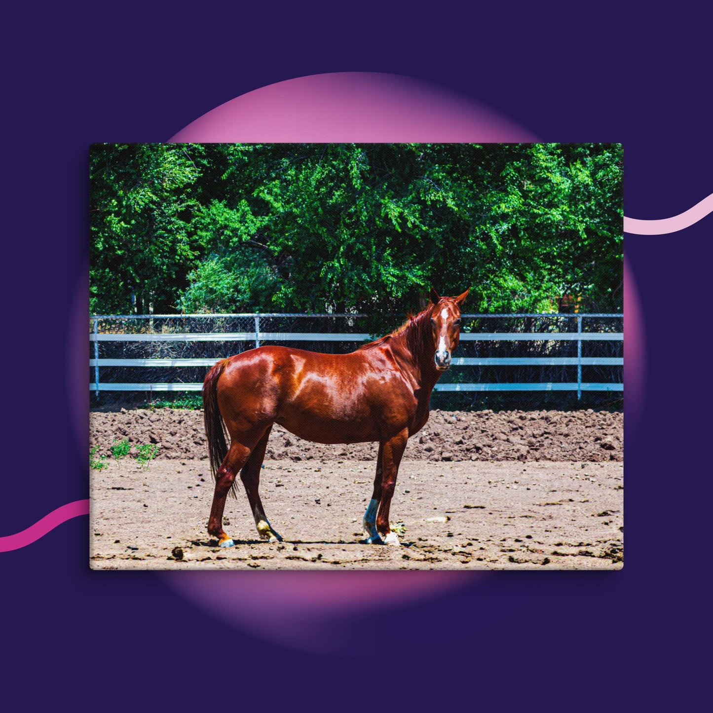 Canvas chestnut mare in pasture