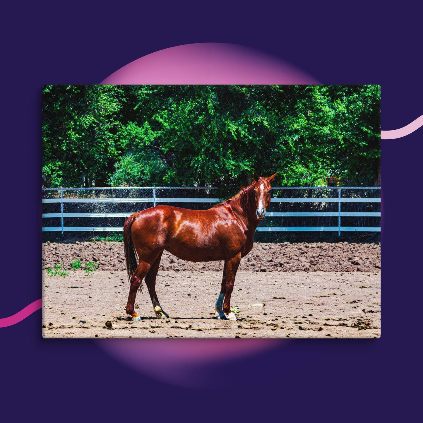 Canvas chestnut mare in pasture