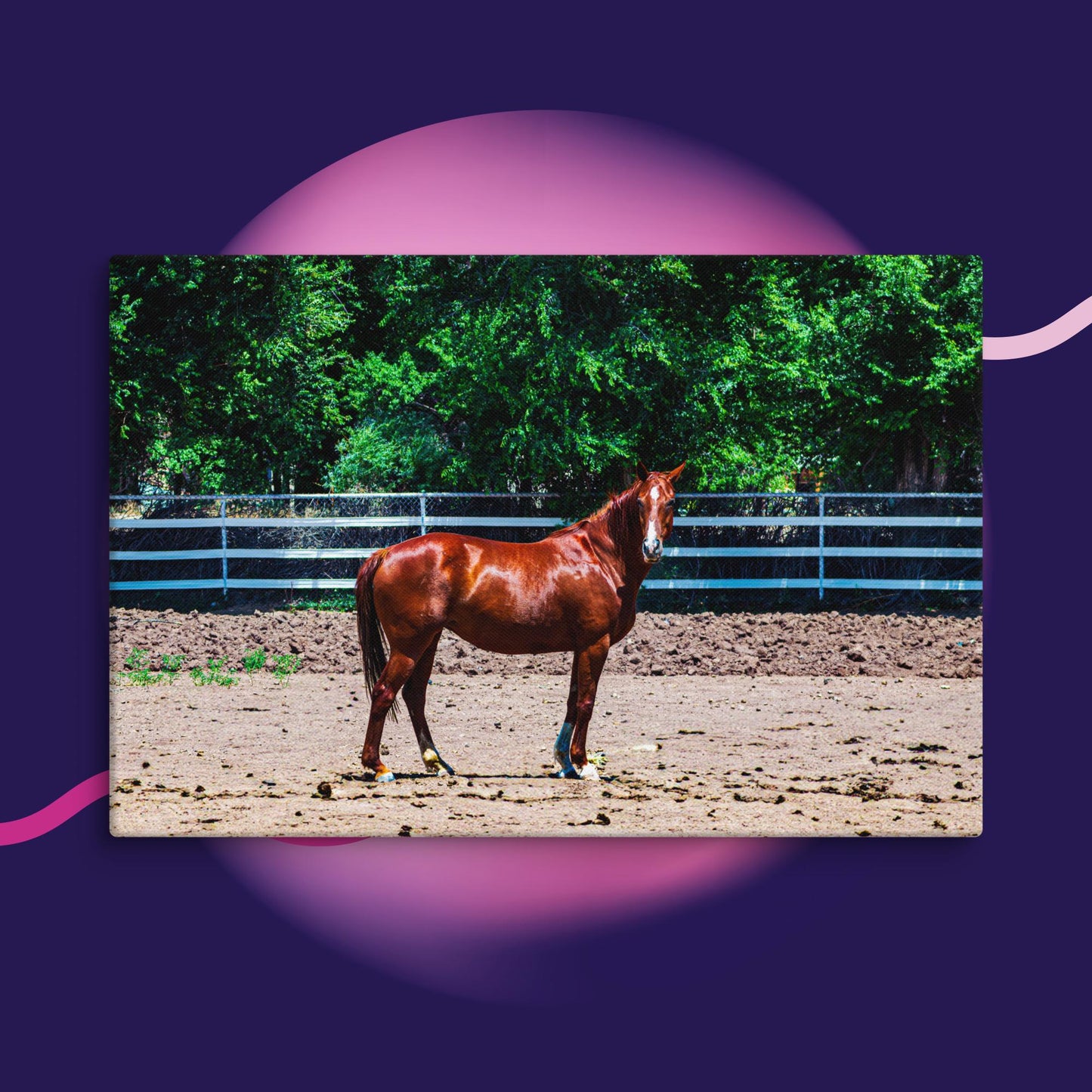 Canvas chestnut mare in pasture