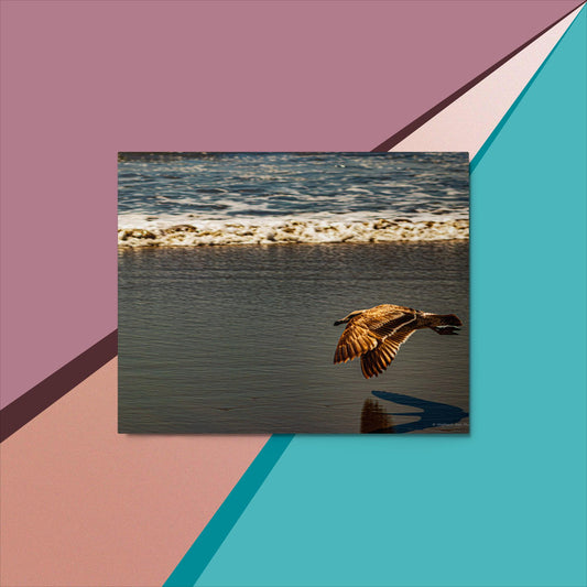 Metal prints Beach Bird