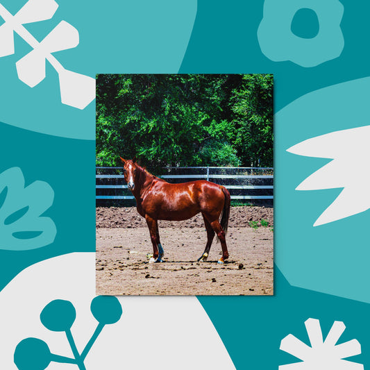 Metal prints chestnut mare in pasture